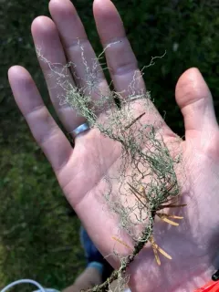 Vancouver Witch's Hair Lichen thumbnail 4
