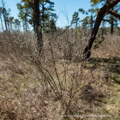 Prairie Willow thumbnail 4