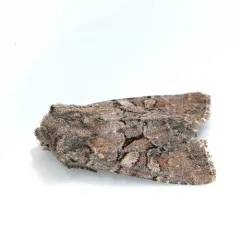 Orthosia segregata thumbnail 4
