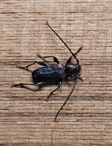 Japanese Cedar Longhorned Beetle