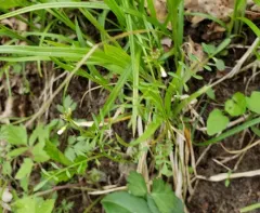 Sand Bittercress thumbnail 2