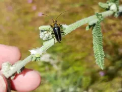 Cortodera nitidipennis thumbnail 2