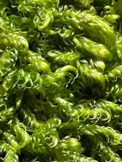 Revolute Hypnum Moss thumbnail 2