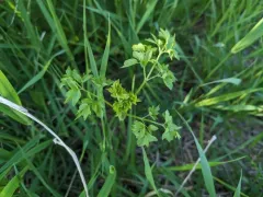 Waxy Meadow-rue thumbnail 1