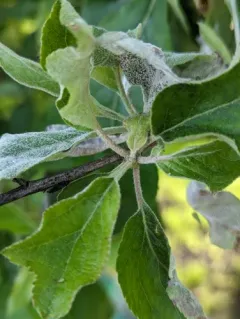 Apple Powdery Mildew thumbnail 3