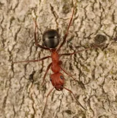 Eastern Mound Ant thumbnail 2