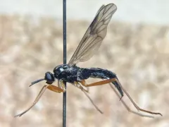 Xylophagus decorus thumbnail 3