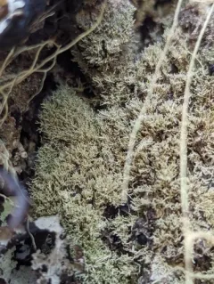 Loxosporopsis corallifera thumbnail 4
