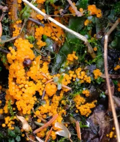Byssonectria terrestris thumbnail 3