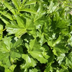 Henderson's Checker-mallow thumbnail 1