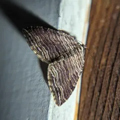 Many-lined Carpet Moth thumbnail 3