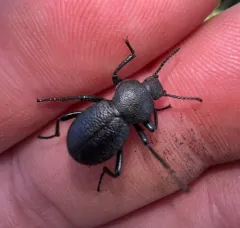 Eleodes rotundipennis thumbnail 4
