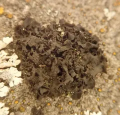 Blennothallia fecunda thumbnail 2
