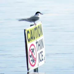 Common Tern thumbnail 3