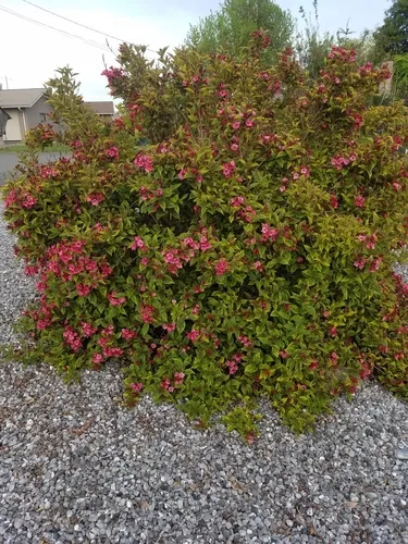 Old Fashioned Weigela