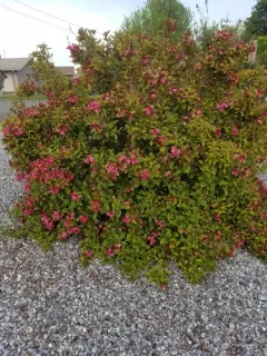Old Fashioned Weigela thumbnail 1