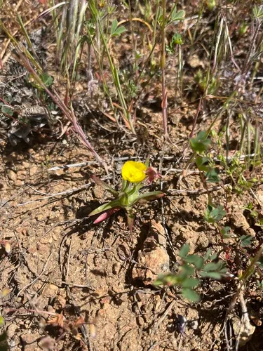 hill sun cup