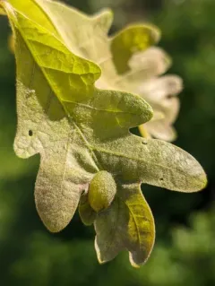 Neuroterus quercusirregularis thumbnail 3