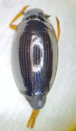 Gyrinus bifarius
