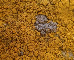 Grainy Seaside Firedot Lichen thumbnail 2
