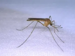 Minnesota winter mosquito thumbnail 2