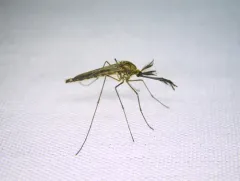 Intruding Mosquito thumbnail 2