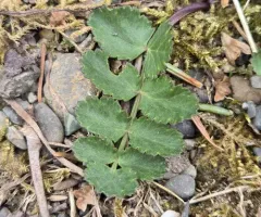 Burnet-saxifrage thumbnail 4