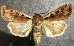Euxoa castanea thumbnail 1