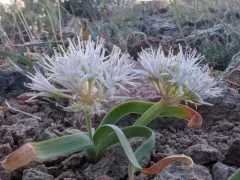 twinleaf onion thumbnail 4