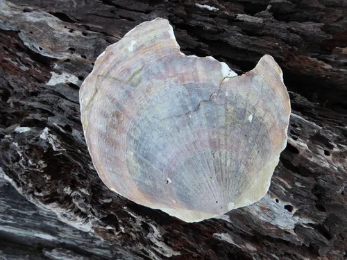 weathervane scallop