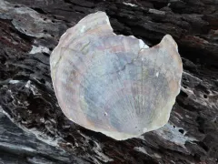 weathervane scallop thumbnail 1