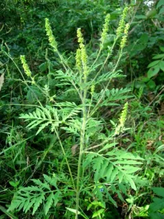 common ragweed thumbnail 2