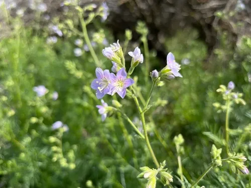 Washington polemonium