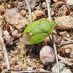 Chlorochroa persimilis thumbnail 4
