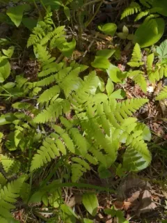 Asian oak fern thumbnail 3