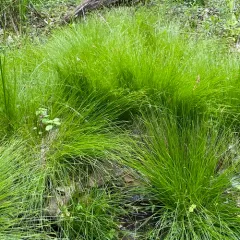 brome-like sedge thumbnail 2