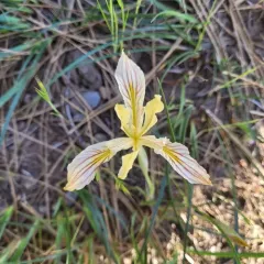 Del Norte County iris thumbnail 3