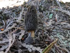 Morchella exuberans thumbnail 4