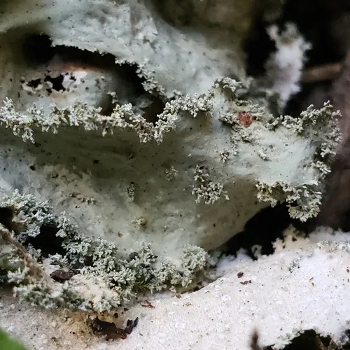 Oldgrowth Specklebelly Lichen