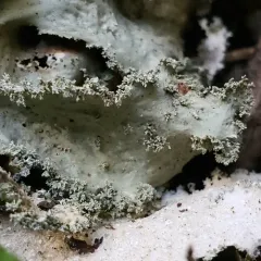 Oldgrowth Specklebelly Lichen thumbnail 1