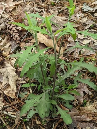 downy yellow false foxglove