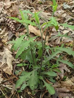 downy yellow false foxglove thumbnail 1