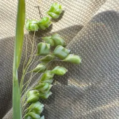 Little quaking-grass thumbnail 3