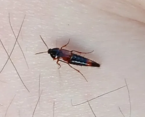 Bolitobius cingulatus