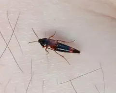 Bolitobius cingulatus thumbnail 1