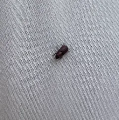 Red Turpentine Beetle thumbnail 3