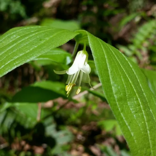 Hooker's fairybells