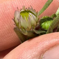Willamette Fleabane thumbnail 2
