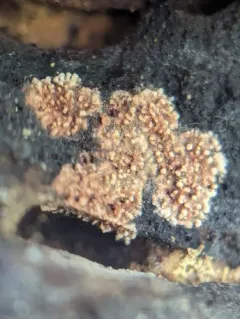 Calcarisporium arbuscula thumbnail 1