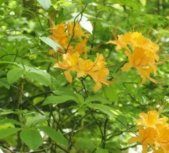 Flame Azalea thumbnail 3